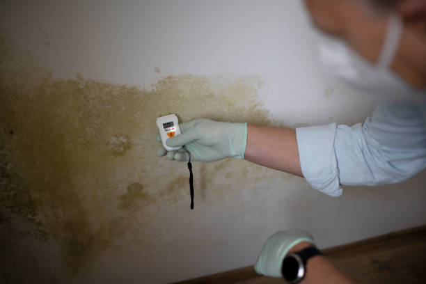 Best Kitchen Mold Remediation in Ashton, ID