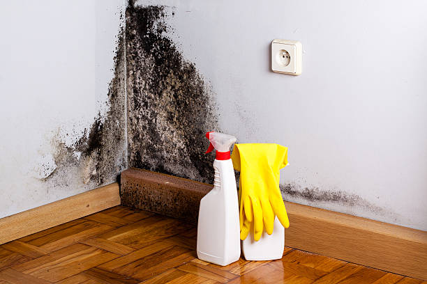 Best Commercial Mold Remediation in Ashton, ID